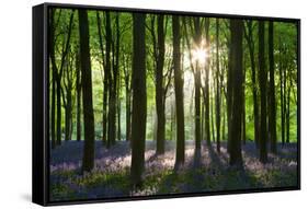 Early Morning Sunlight in West Woods Bluebell Woodland, Lockeridge, Wiltshire, England. Spring-Adam Burton-Framed Stretched Canvas