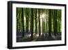 Early Morning Sunlight in West Woods Bluebell Woodland, Lockeridge, Wiltshire, England. Spring-Adam Burton-Framed Photographic Print