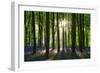 Early Morning Sunlight in West Woods Bluebell Woodland, Lockeridge, Wiltshire, England. Spring-Adam Burton-Framed Photographic Print