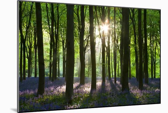 Early Morning Sunlight in West Woods Bluebell Woodland, Lockeridge, Wiltshire, England. Spring-Adam Burton-Mounted Photographic Print