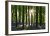 Early Morning Sunlight in West Woods Bluebell Woodland, Lockeridge, Wiltshire, England. Spring-Adam Burton-Framed Photographic Print