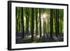 Early Morning Sunlight in West Woods Bluebell Woodland, Lockeridge, Wiltshire, England. Spring-Adam Burton-Framed Photographic Print