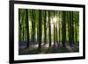 Early Morning Sunlight in West Woods Bluebell Woodland, Lockeridge, Wiltshire, England. Spring-Adam Burton-Framed Photographic Print