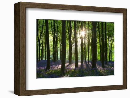 Early Morning Sunlight in West Woods Bluebell Woodland, Lockeridge, Wiltshire, England. Spring-Adam Burton-Framed Photographic Print