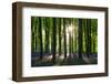 Early Morning Sunlight in West Woods Bluebell Woodland, Lockeridge, Wiltshire, England. Spring-Adam Burton-Framed Photographic Print