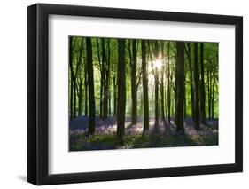 Early Morning Sunlight in West Woods Bluebell Woodland, Lockeridge, Wiltshire, England. Spring-Adam Burton-Framed Photographic Print