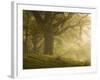 Early morning sunlight on the autumnal trees at Park Brow, Cumbria, England, United Kingdom, Europe-Jon Gibbs-Framed Photographic Print