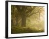 Early morning sunlight on the autumnal trees at Park Brow, Cumbria, England, United Kingdom, Europe-Jon Gibbs-Framed Photographic Print
