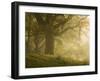 Early morning sunlight on the autumnal trees at Park Brow, Cumbria, England, United Kingdom, Europe-Jon Gibbs-Framed Photographic Print