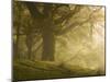 Early morning sunlight on the autumnal trees at Park Brow, Cumbria, England, United Kingdom, Europe-Jon Gibbs-Mounted Photographic Print