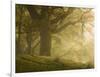 Early morning sunlight on the autumnal trees at Park Brow, Cumbria, England, United Kingdom, Europe-Jon Gibbs-Framed Photographic Print