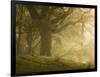 Early morning sunlight on the autumnal trees at Park Brow, Cumbria, England, United Kingdom, Europe-Jon Gibbs-Framed Photographic Print