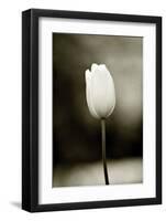 Early Morning Tulip-Jerry Koontz-Framed Giclee Print