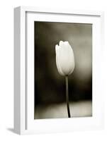 Early Morning Tulip-Jerry Koontz-Framed Giclee Print