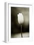 Early Morning Tulip-Jerry Koontz-Framed Giclee Print