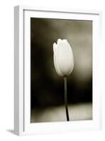 Early Morning Tulip-Jerry Koontz-Framed Giclee Print