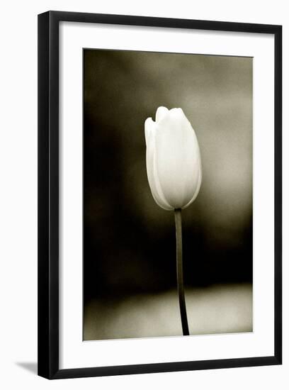 Early Morning Tulip-Jerry Koontz-Framed Giclee Print