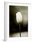 Early Morning Tulip-Jerry Koontz-Framed Giclee Print