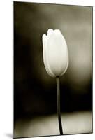 Early Morning Tulip-Jerry Koontz-Mounted Giclee Print