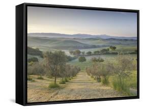 Early Morning View across Val D'Orcia from Field of Olive Trees, San Quirico D'Orcia, Near Pienza-Lee Frost-Framed Stretched Canvas