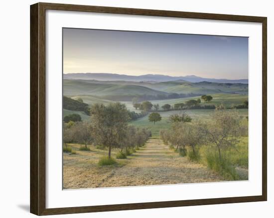 Early Morning View across Val D'Orcia from Field of Olive Trees, San Quirico D'Orcia, Near Pienza-Lee Frost-Framed Photographic Print