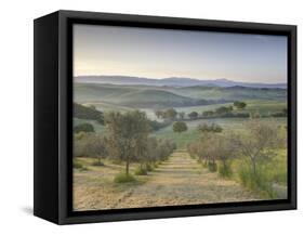 Early Morning View across Val D'Orcia from Field of Olive Trees, San Quirico D'Orcia, Near Pienza-Lee Frost-Framed Stretched Canvas