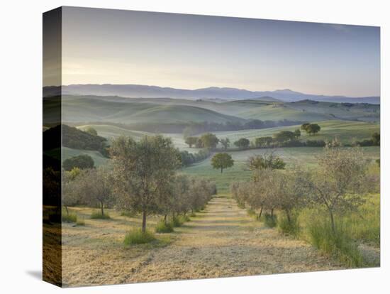 Early Morning View across Val D'Orcia from Field of Olive Trees, San Quirico D'Orcia, Near Pienza-Lee Frost-Stretched Canvas