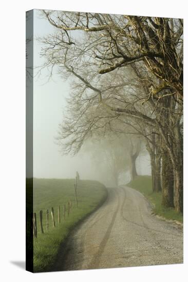 Early Morning View of Sparks Lane, Cades Cove, Great Smoky Mountains National Park, Tennessee-Adam Jones-Stretched Canvas