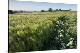 Early Oat (Avena Sativa) Fields, Haregill Lodge Farm, Ellingstring, North Yorkshire, UK, June-Paul Harris-Stretched Canvas