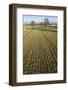 Early Oat Fields, Haregill Lodge Farm, Ellingstring, North Yorkshire, England, UK, January-Paul Harris-Framed Photographic Print