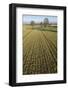 Early Oat Fields, Haregill Lodge Farm, Ellingstring, North Yorkshire, England, UK, January-Paul Harris-Framed Photographic Print