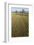 Early Oat Fields, Haregill Lodge Farm, Ellingstring, North Yorkshire, England, UK, January-Paul Harris-Framed Photographic Print