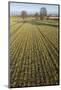 Early Oat Fields, Haregill Lodge Farm, Ellingstring, North Yorkshire, England, UK, January-Paul Harris-Mounted Photographic Print