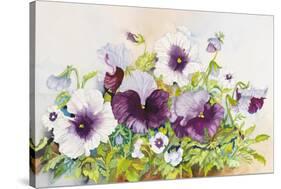 Early Pansies-Joanne Porter-Stretched Canvas