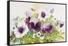 Early Pansies-Joanne Porter-Framed Stretched Canvas