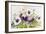 Early Pansies-Joanne Porter-Framed Giclee Print