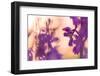 Early Purple Orchid in flower, Broxwater, Cornwall, UK-Ross Hoddinott-Framed Photographic Print