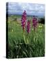 Early Purple Orchid (Orchis Mascula), Arnside Knott, Heathwaite, Cumbria, England-Steve & Ann Toon-Stretched Canvas