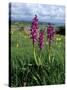 Early Purple Orchid (Orchis Mascula), Arnside Knott, Heathwaite, Cumbria, England-Steve & Ann Toon-Stretched Canvas