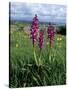 Early Purple Orchid (Orchis Mascula), Arnside Knott, Heathwaite, Cumbria, England-Steve & Ann Toon-Stretched Canvas