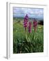 Early Purple Orchid (Orchis Mascula), Arnside Knott, Heathwaite, Cumbria, England-Steve & Ann Toon-Framed Photographic Print