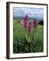 Early Purple Orchid (Orchis Mascula), Arnside Knott, Heathwaite, Cumbria, England-Steve & Ann Toon-Framed Photographic Print