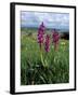 Early Purple Orchid (Orchis Mascula), Arnside Knott, Heathwaite, Cumbria, England-Steve & Ann Toon-Framed Photographic Print