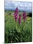 Early Purple Orchid (Orchis Mascula), Arnside Knott, Heathwaite, Cumbria, England-Steve & Ann Toon-Mounted Photographic Print