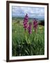 Early Purple Orchid (Orchis Mascula), Arnside Knott, Heathwaite, Cumbria, England-Steve & Ann Toon-Framed Photographic Print