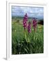 Early Purple Orchid (Orchis Mascula), Arnside Knott, Heathwaite, Cumbria, England-Steve & Ann Toon-Framed Photographic Print