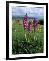 Early Purple Orchid (Orchis Mascula), Arnside Knott, Heathwaite, Cumbria, England-Steve & Ann Toon-Framed Photographic Print