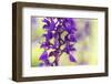 Early-purple orchid (Orchis mascula), close-up of flower, Kent, England-Robert Canis-Framed Photographic Print