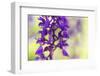 Early-purple orchid (Orchis mascula), close-up of flower, Kent, England-Robert Canis-Framed Photographic Print