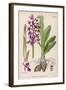 Early Purple Orchid-null-Framed Art Print